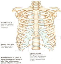 Struktura hrudníku