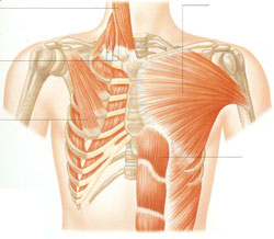 Příčina blokování žeber